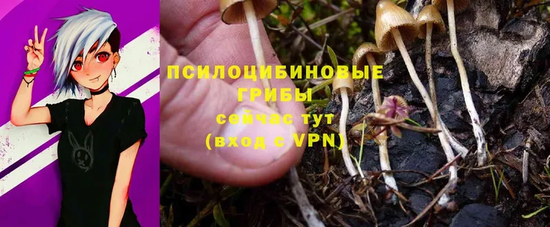 Галлюциногенные грибы Psilocybe  OMG tor  Ардатов 